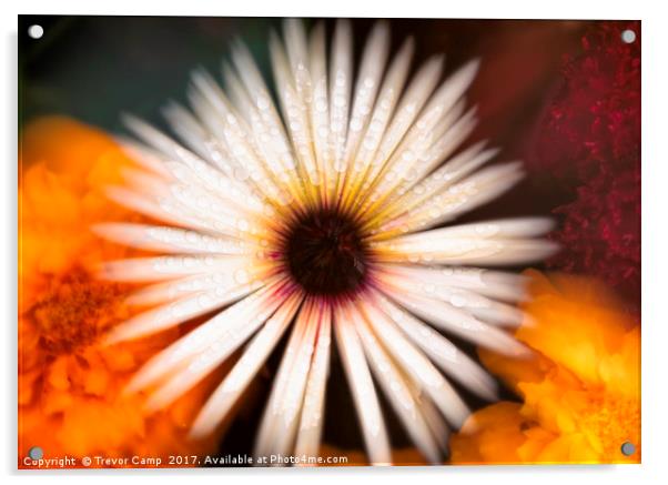 Mesmerizing Mesembryanthemum Acrylic by Trevor Camp