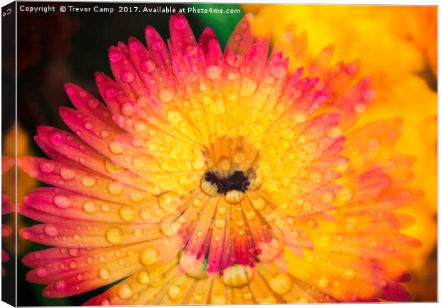 Burst of Mesembryanthemum Colors Canvas Print by Trevor Camp