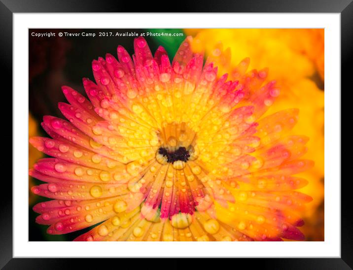 Burst of Mesembryanthemum Colors Framed Mounted Print by Trevor Camp