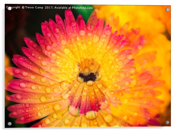 Burst of Mesembryanthemum Colors Acrylic by Trevor Camp