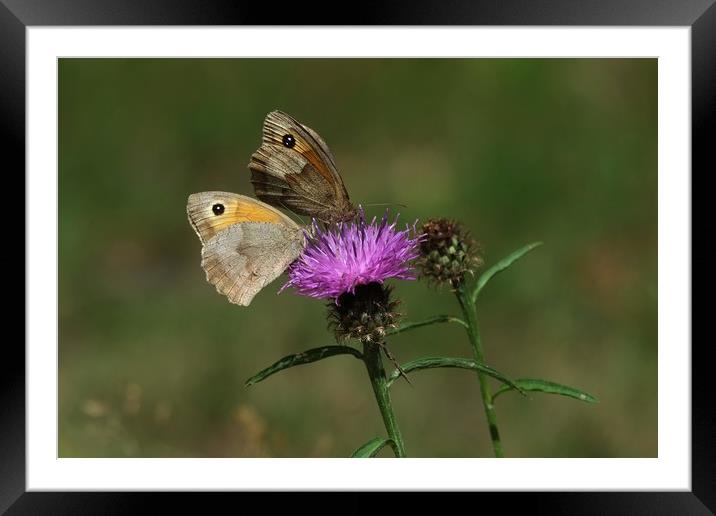 Meadow Brown Butterflies Framed Mounted Print by Diana Mower