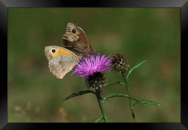 Meadow Brown Butterflies Framed Print by Diana Mower