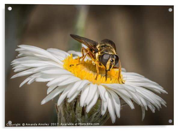 Portrait of a Hover Fly Acrylic by AMANDA AINSLEY