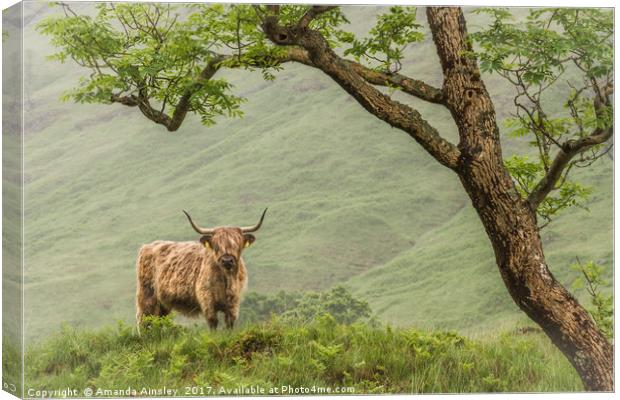 Highland Cow of Cona Glen Canvas Print by AMANDA AINSLEY
