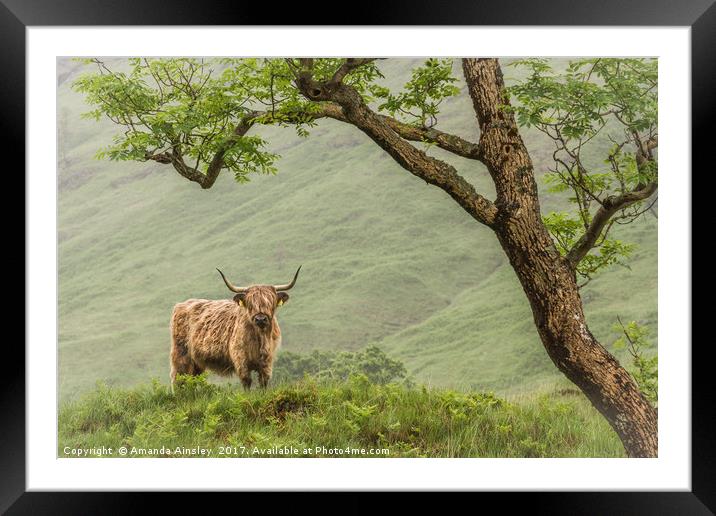 Highland Cow of Cona Glen Framed Mounted Print by AMANDA AINSLEY