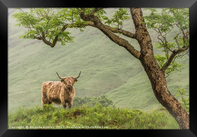 Highland Cow of Cona Glen Framed Print by AMANDA AINSLEY