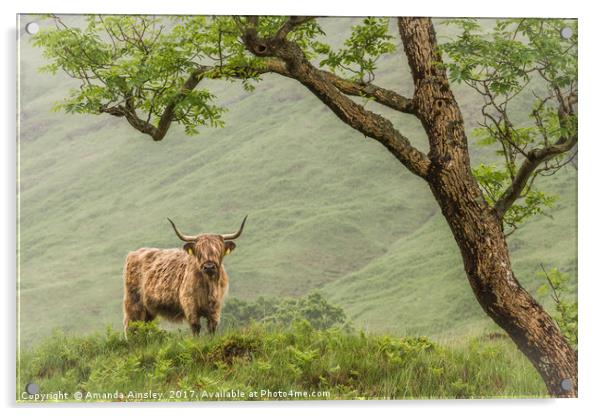 Highland Cow of Cona Glen Acrylic by AMANDA AINSLEY