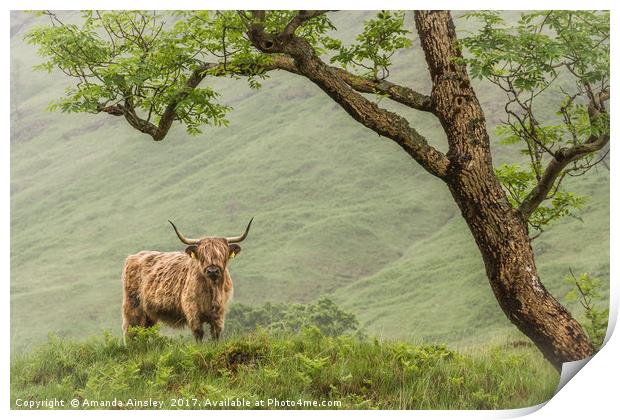 Highland Cow of Cona Glen Print by AMANDA AINSLEY