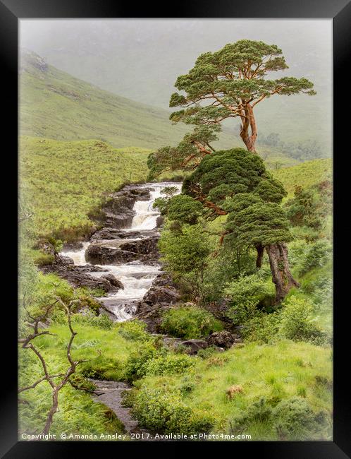 Caledonian Scots Pines of Cona Glen Framed Print by AMANDA AINSLEY