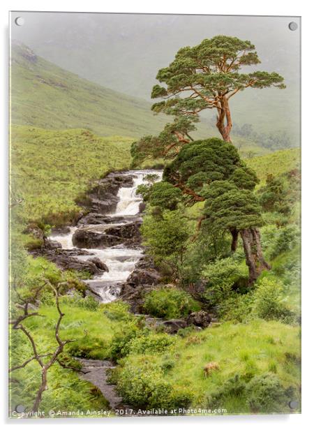 Caledonian Scots Pines of Cona Glen Acrylic by AMANDA AINSLEY