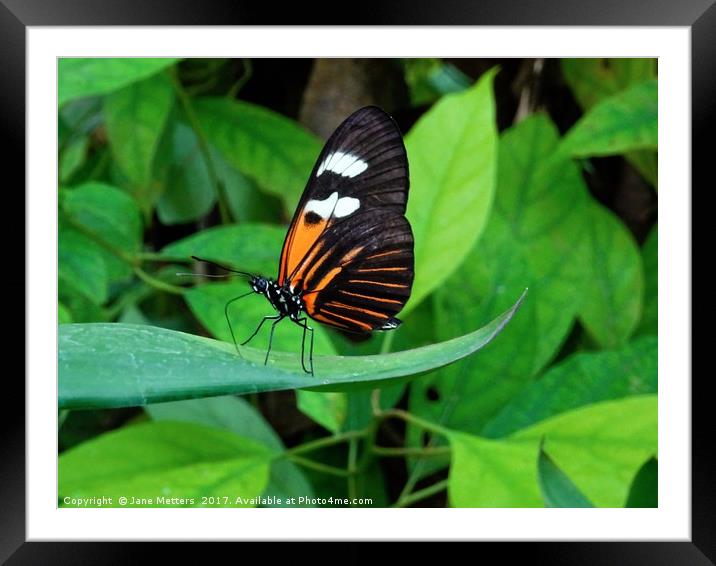        Heliconius Doris Butterfly                  Framed Mounted Print by Jane Metters