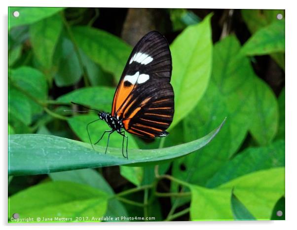        Heliconius Doris Butterfly                  Acrylic by Jane Metters