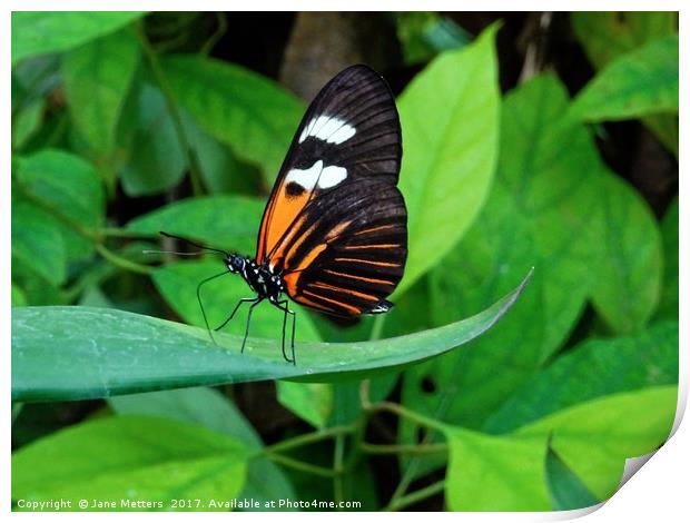        Heliconius Doris Butterfly                  Print by Jane Metters