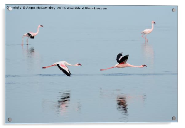 Flamingos at Walvis Bay, Namibia Acrylic by Angus McComiskey