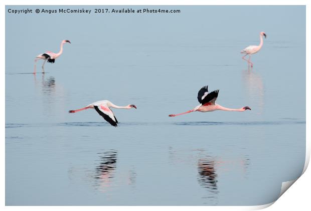 Flamingos at Walvis Bay, Namibia Print by Angus McComiskey