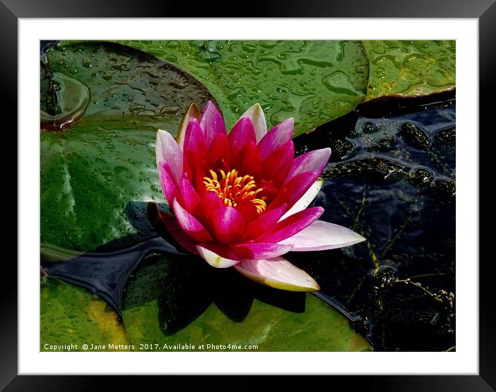 Lilly Pond Framed Mounted Print by Jane Metters