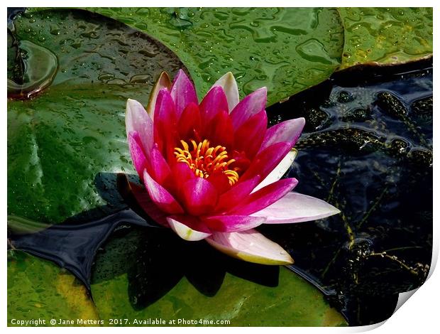 Lilly Pond Print by Jane Metters