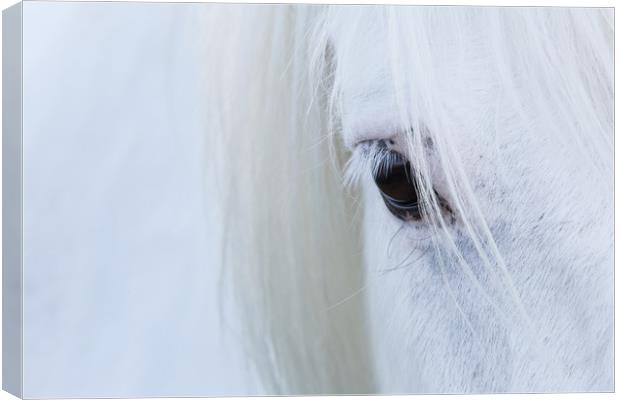White Horse Canvas Print by Rich Dyson