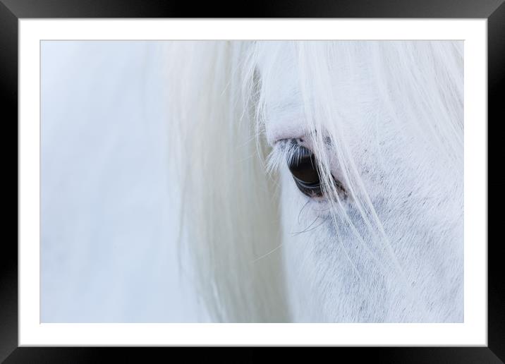White Horse Framed Mounted Print by Rich Dyson
