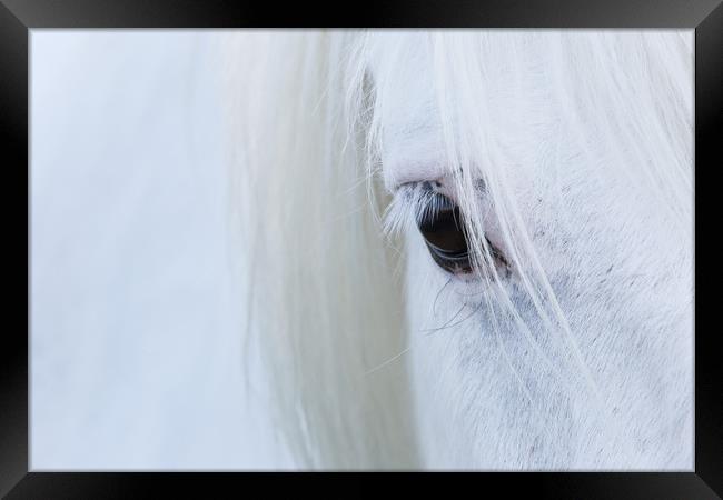 White Horse Framed Print by Rich Dyson