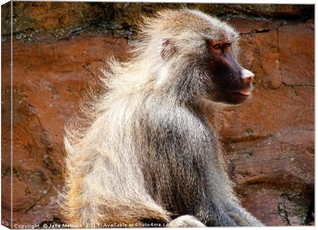       Baboon                          Canvas Print by Jane Metters
