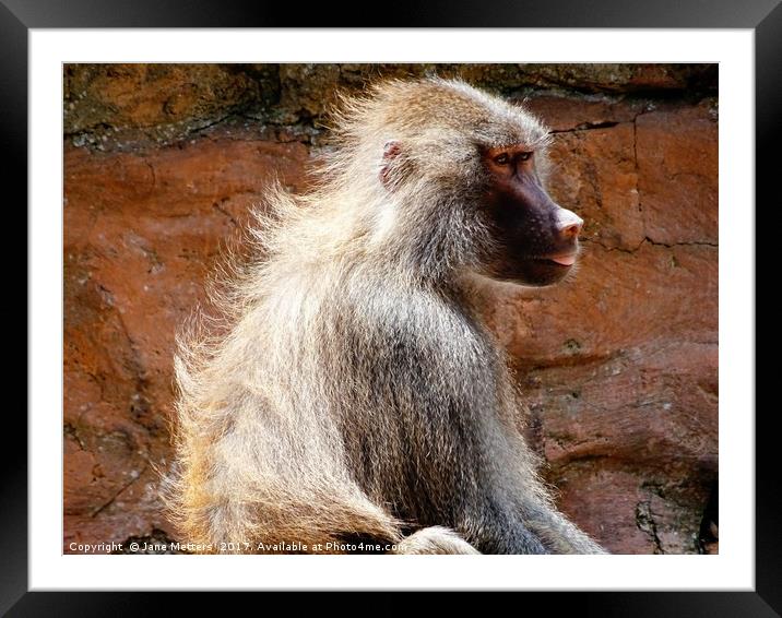       Baboon                          Framed Mounted Print by Jane Metters