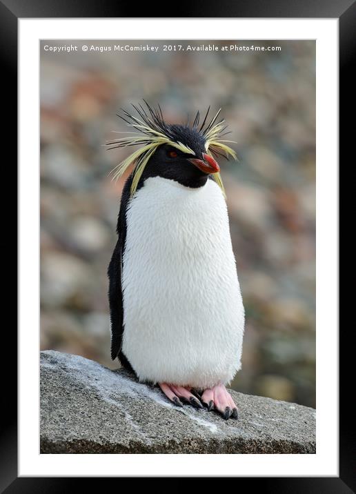 Rockhopper penguin Framed Mounted Print by Angus McComiskey