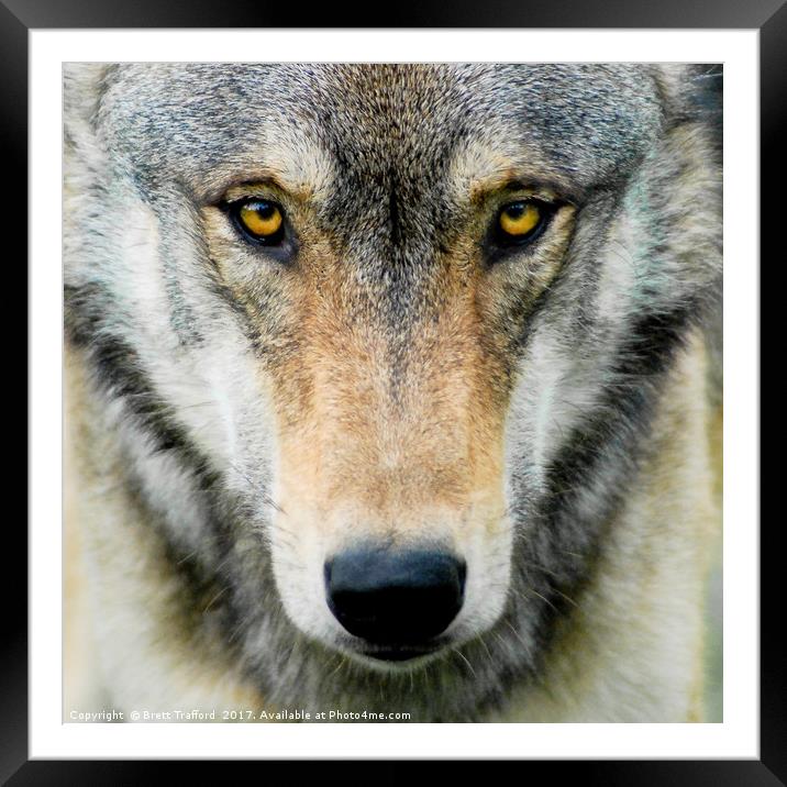 Wolf Framed Mounted Print by Brett Trafford