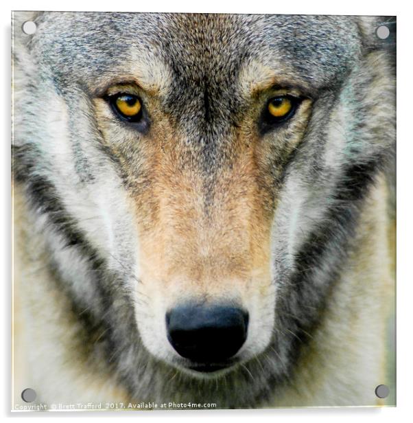 Wolf Acrylic by Brett Trafford