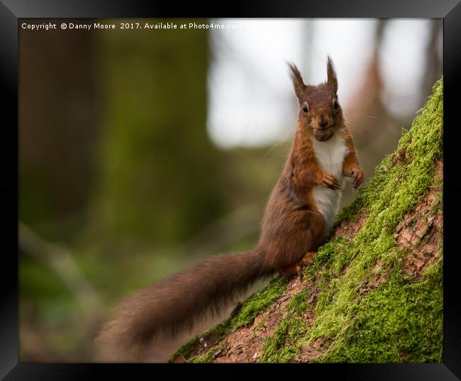 Red squirrel Framed Print by Danny Moore