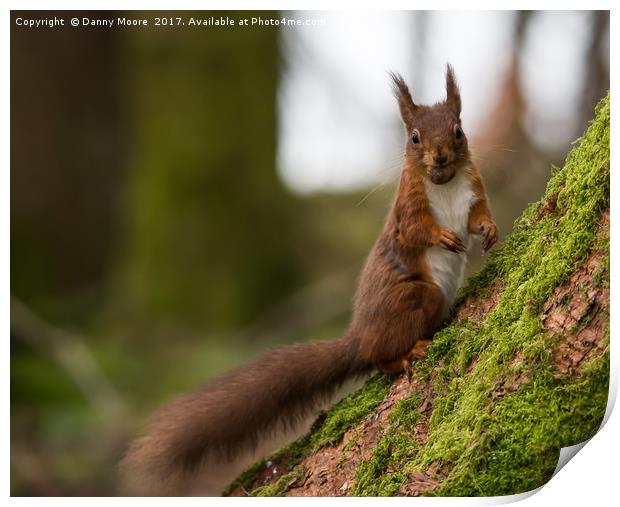 Red squirrel Print by Danny Moore