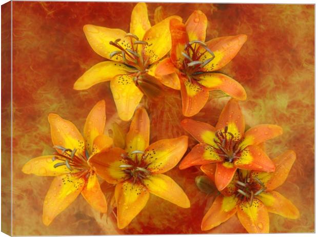 sunshine lily's Canvas Print by sue davies