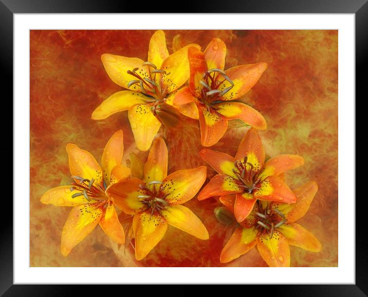 sunshine lily's Framed Mounted Print by sue davies
