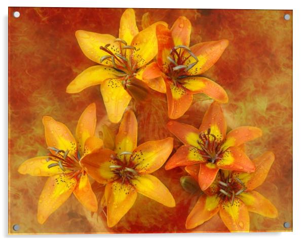 sunshine lily's Acrylic by sue davies