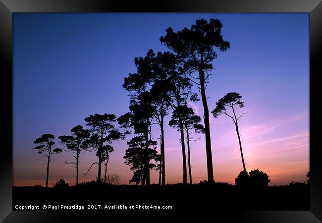 Pine Trees at Sunset Framed Print by Paul F Prestidge