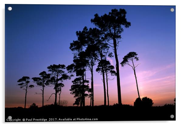 Pine Trees at Sunset Acrylic by Paul F Prestidge