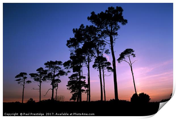 Pine Trees at Sunset Print by Paul F Prestidge
