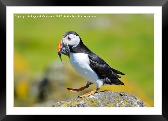 One more sand eel and I'll fall over! Framed Mounted Print by Angus McComiskey