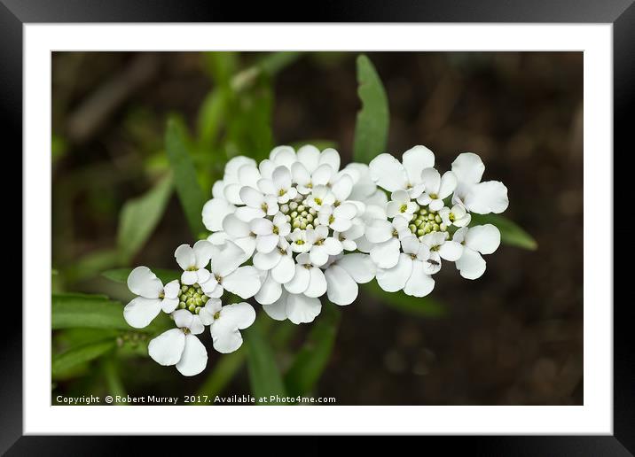 White candytuft Framed Mounted Print by Robert Murray