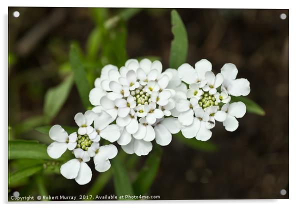 White candytuft Acrylic by Robert Murray