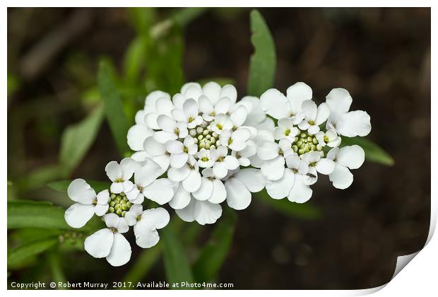 White candytuft Print by Robert Murray