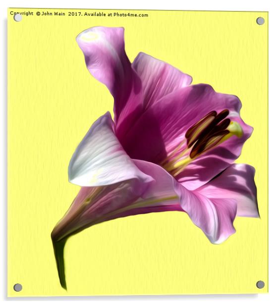 Lily (Abstract Digital Art) Acrylic by John Wain
