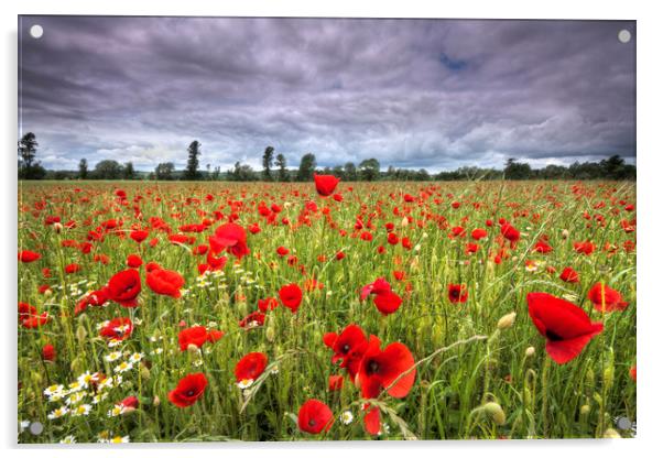 Poppy field  Acrylic by Mick Vogel