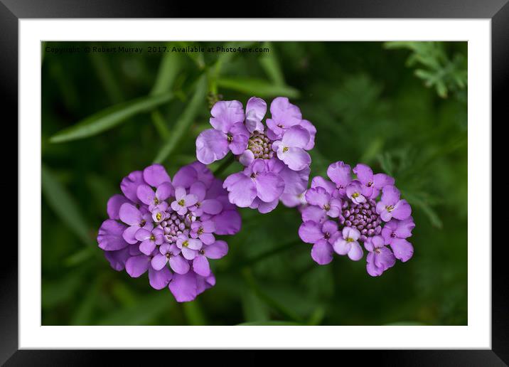 Candytuft Framed Mounted Print by Robert Murray