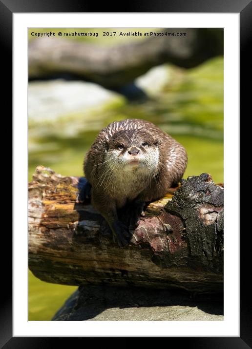 Otter On A Tree Trunk Framed Mounted Print by rawshutterbug 
