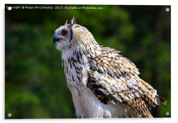Indian eagle-owl Acrylic by Angus McComiskey