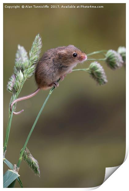 Harvest mouse Print by Alan Tunnicliffe