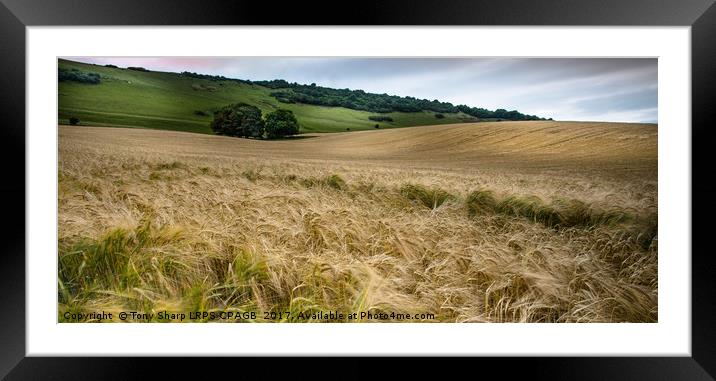 IN FIELDS OF GOLD Framed Mounted Print by Tony Sharp LRPS CPAGB