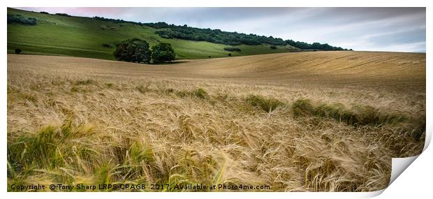 IN FIELDS OF GOLD Print by Tony Sharp LRPS CPAGB