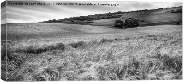 DOWNLAND LANDSCAPE Canvas Print by Tony Sharp LRPS CPAGB